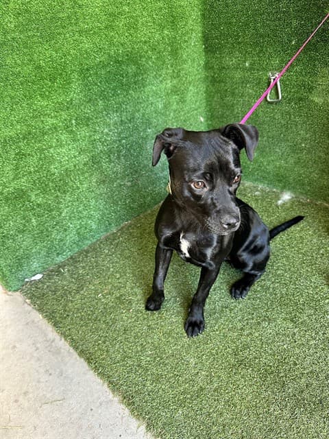 Gustava, a Boston Terrier, available for adoption