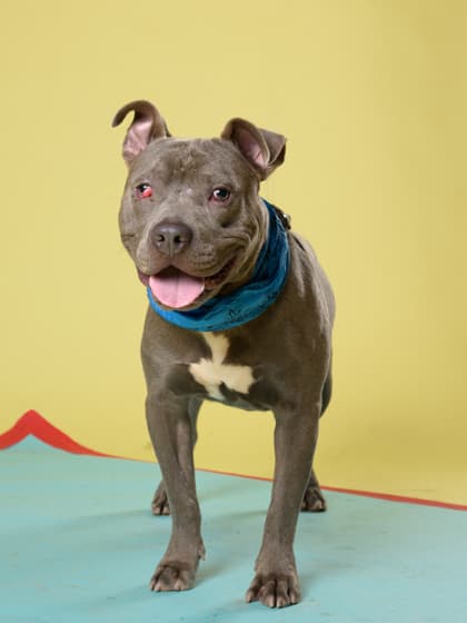 Harwell4, a Pit Bull Terrier, available for adoption