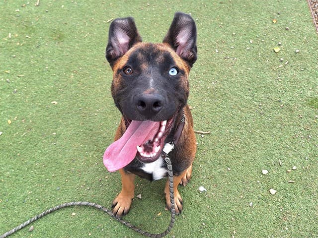Yeti, a Belgian Shepherd Malinois, available for adoption