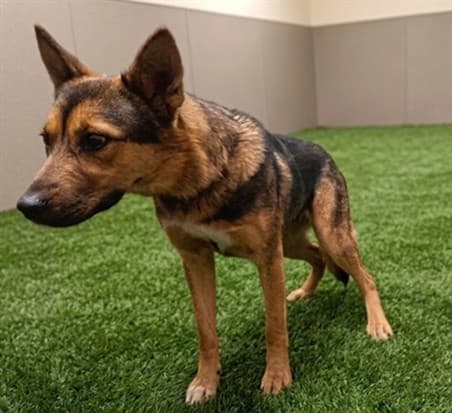 Hazel, a German Shepherd, available for adoption