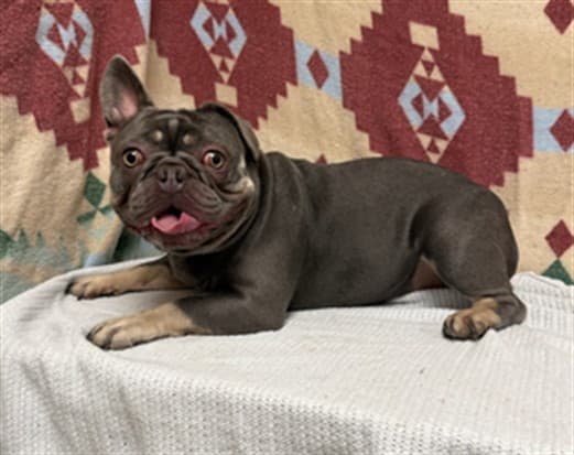 Poppy, a French Bulldog, available for adoption