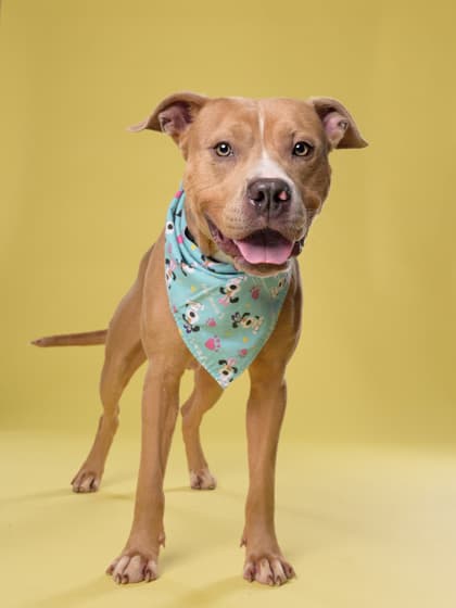Chulo4, a Terrier, available for adoption