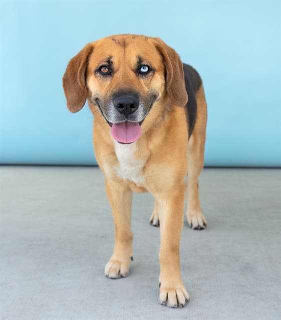 Max, a Beagle, available for adoption