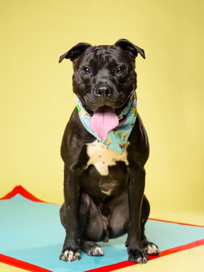 Prancer, a American Bulldog, available for adoption