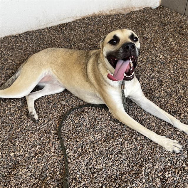 Moana, a Black Mouth Cur (mix breed), available for adoption