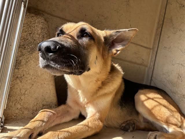 Gunslinger, a German Shepherd, available for adoption