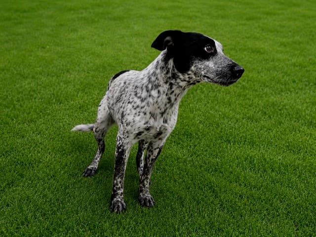 Josephina, a Australian Cattle Dog/Blue Heeler, available for adoption