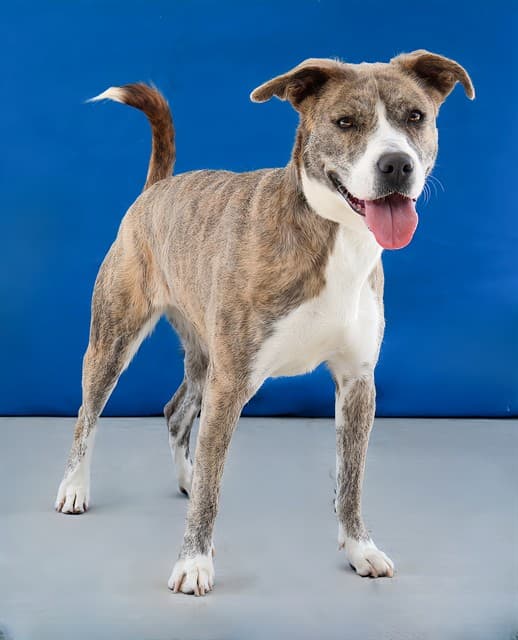 Gracie, a Pit Bull Terrier, available for adoption