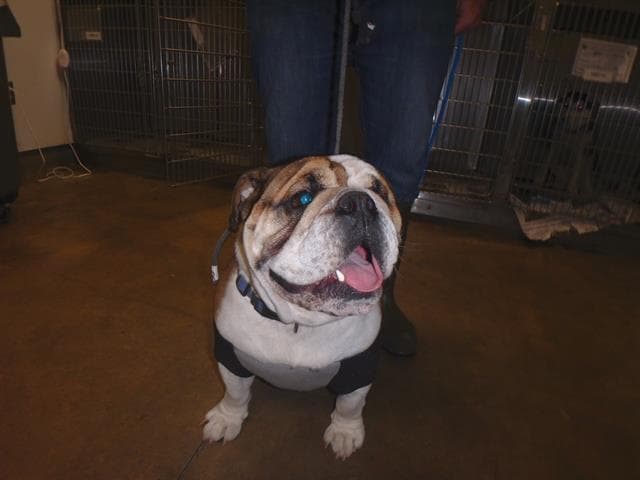 Dallas, a English Bulldog, available for adoption