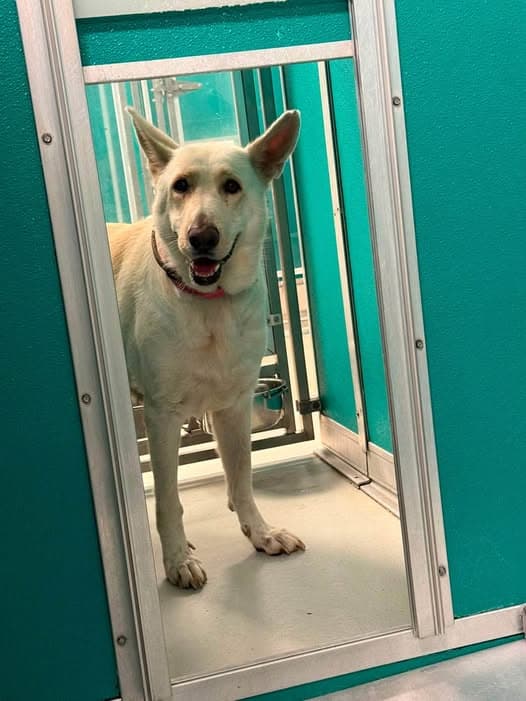 A477930, a German Shepherd, available for adoption