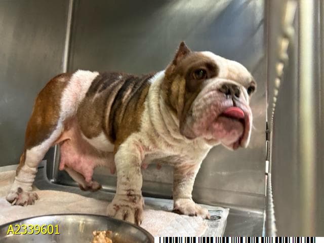Deja, a French Bulldog (mix breed), available for adoption