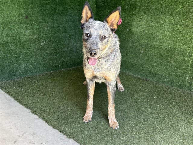 Sol, a Australian Cattle Dog/Blue Heeler, available for adoption