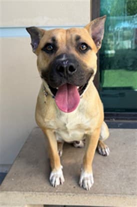 Moose, a Pit Bull Terrier, available for adoption