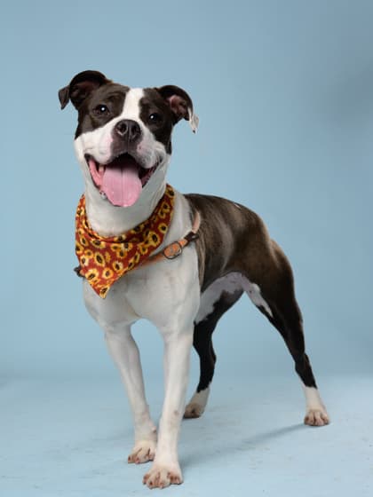 Davora, a Terrier, available for adoption