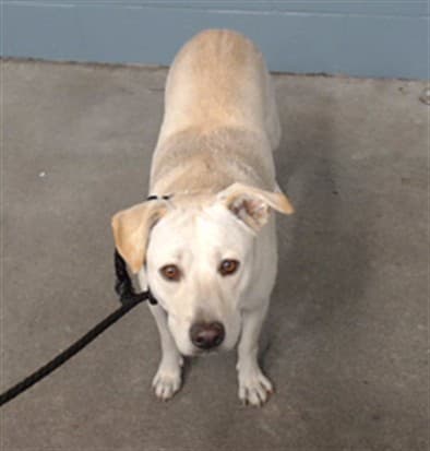 Marla, a Pit Bull Terrier, available for adoption