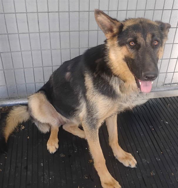 Trina, a German Shepherd, available for adoption