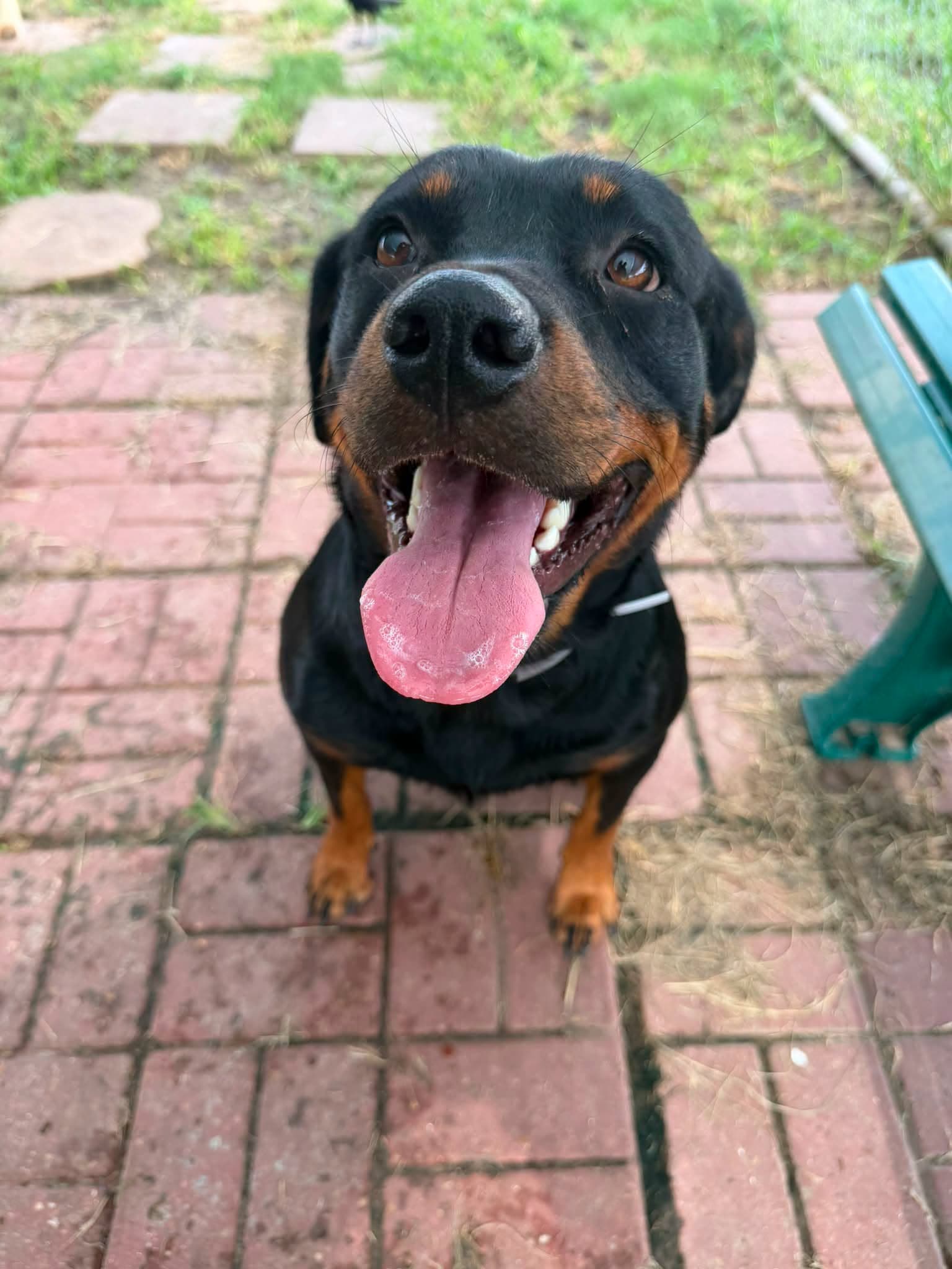 Hermione, a Rottweiler, available for adoption