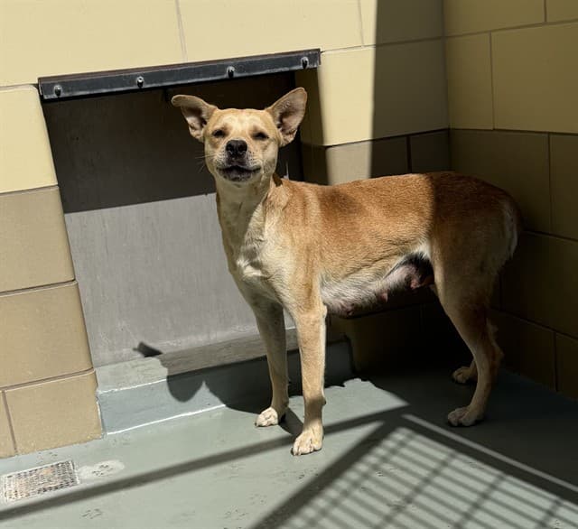 Jessie, a German Shepherd, available for adoption