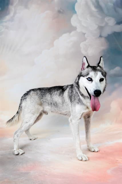 Blue, a Siberian Husky, available for adoption
