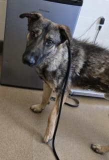 Stanley, a Shepherd (mix breed), available for adoption