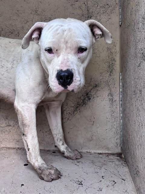 A477909, a American Staffordshire Terrier, available for adoption
