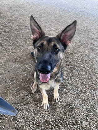 Kazooie, a German Shepherd, available for adoption