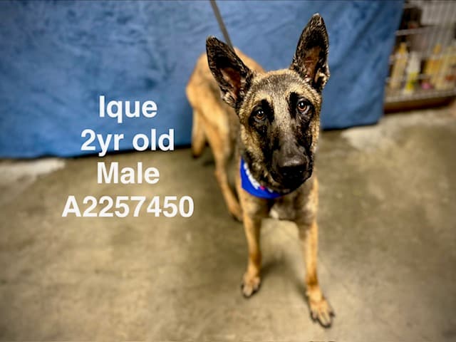 Ique, a Belgian Shepherd Malinois, available for adoption