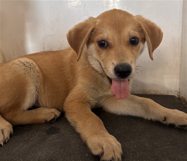A034618, a Labrador Retriever, available for adoption