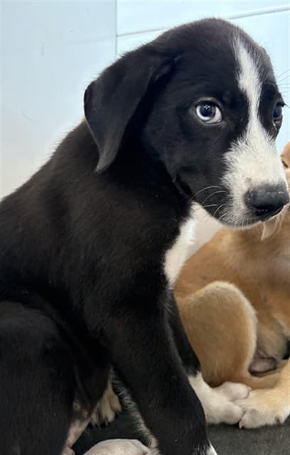 A034622, a Labrador Retriever, available for adoption