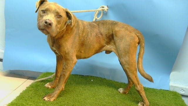 A5789827, a Pit Bull Terrier, available for adoption