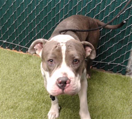 A5789987, a American Bulldog, available for adoption
