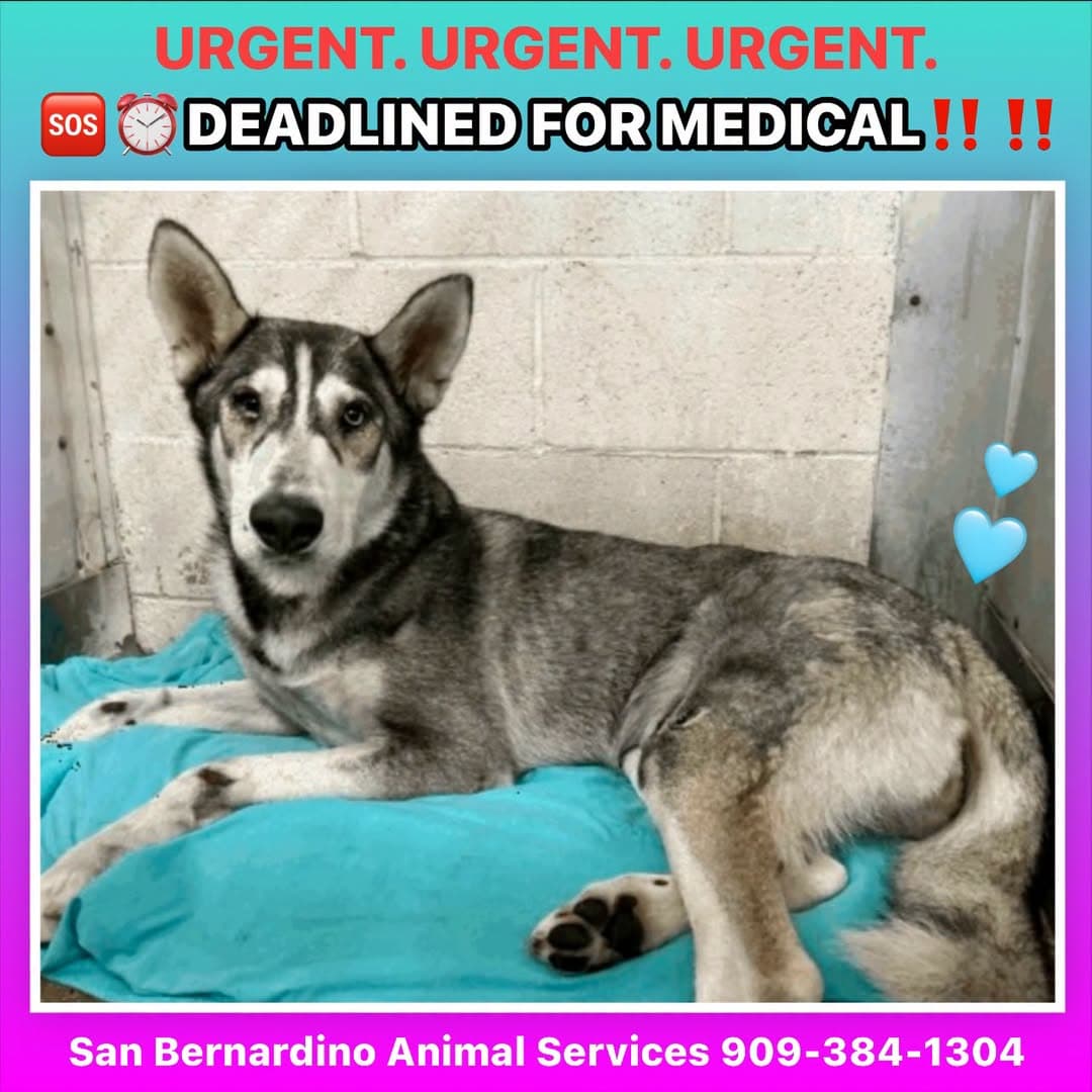 Carolina, a Siberian Husky, available for adoption