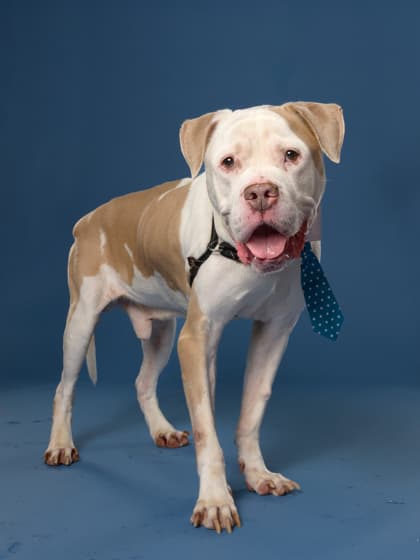 Ceaser, a Pit Bull Terrier, available for adoption