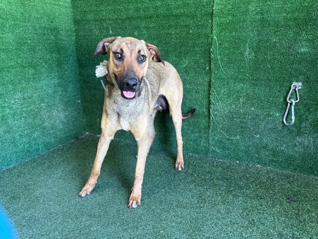 Souline, a German Shepherd, available for adoption