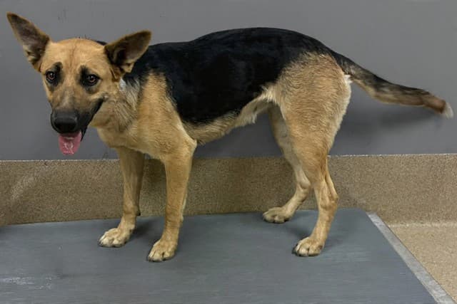 Dottie, a German Shepherd, available for adoption