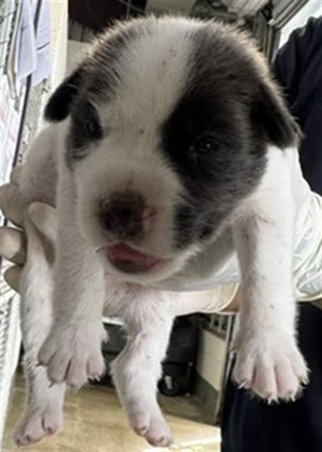 A034601, a Terrier, available for adoption