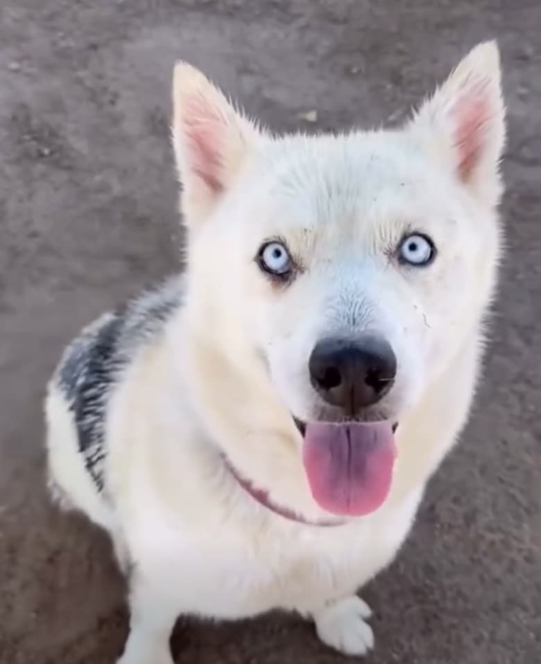 Lexi, a Husky, available for adoption