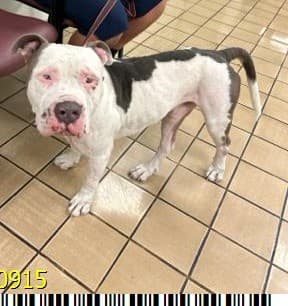 Bocelli, a American Staffordshire Terrier (mix breed), available for adoption