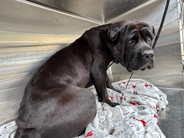 Loretta, a Cane Corso Mastiff, available for adoption
