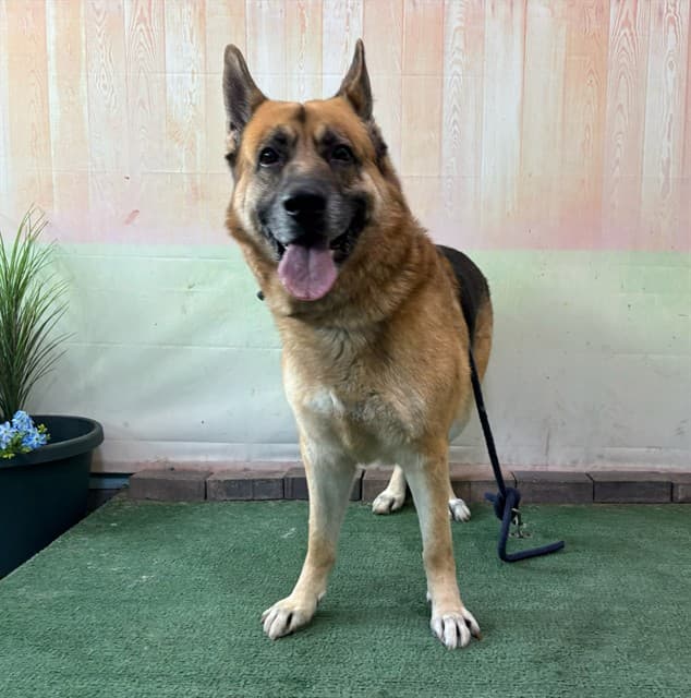 Poseidon, a German Shepherd, available for adoption