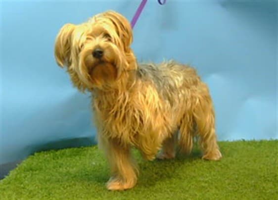 A5789810, a Silky Terrier, available for adoption