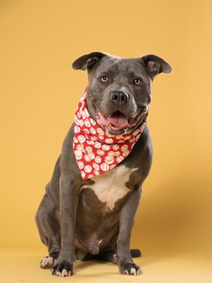 Bando, a Pit Bull Terrier, available for adoption