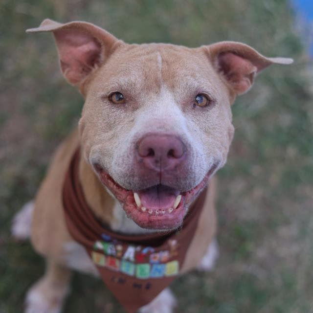 Bo Peep, a American Staffordshire Terrier, available for adoption