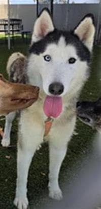 Maverick, a Siberian Husky, available for adoption