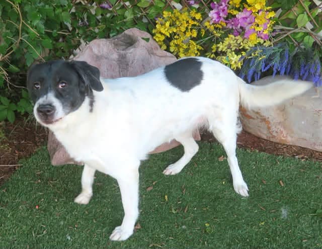 Millie, a Great Pyrenees, available for adoption