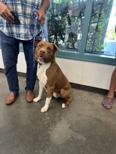 Max, a Pit Bull Terrier, available for adoption