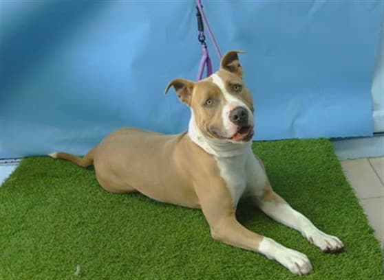 Bosley, a Pit Bull Terrier, available for adoption