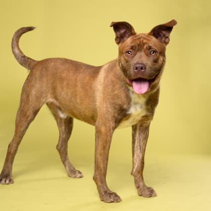 Woody4, a Pit Bull Terrier, available for adoption