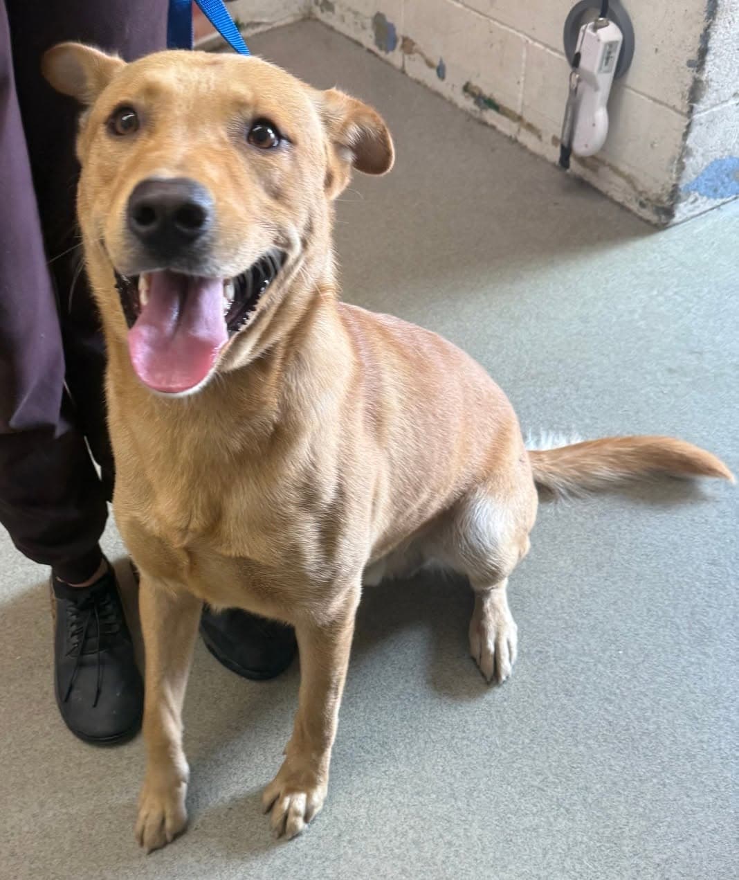 Caramelo, a German Shepherd (mix breed), available for adoption