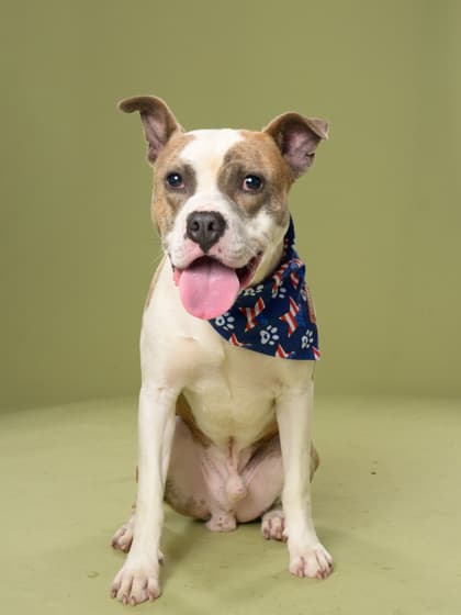 Gordo, a Terrier, available for adoption